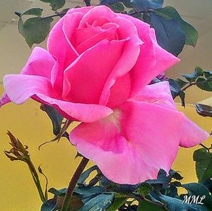 Happy Sunday everyone.